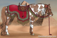 Horse Color:White Spotted Liver Chestnut Appaloosa 