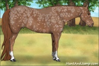 Horse Color:Chestnut Ice 