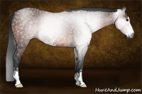 Horse Color:Gray Bay Sabino
