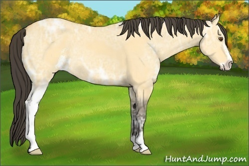 Horse Color: Buckskin Ice Dun Sabino 