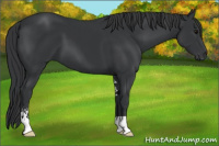 Horse Color:Black Sabino 