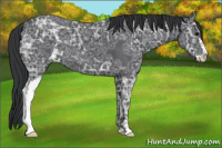 Horse Color:Brown Ice Sabino