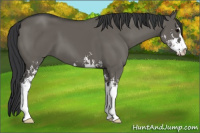 Horse Color:Grullo Sabino 