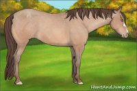 Horse Color:Amber Champagne Appaloosa 