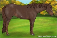 Horse Color:Liver Chestnut Frame 