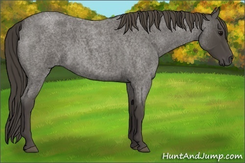 Horse Color: Smoky Blue Roan 