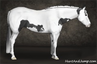 Horse Color:Black Sabino Splash Tobiano 