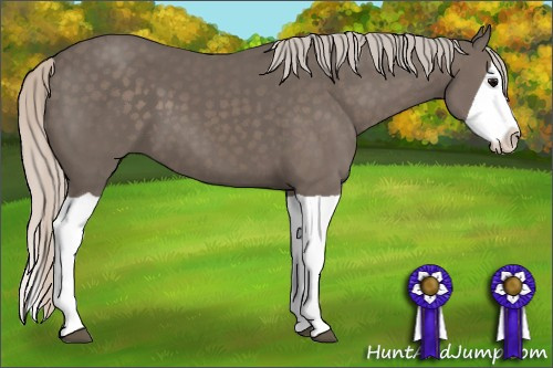 Horse Color: Unknown 