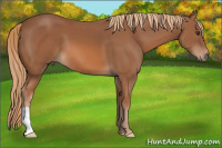 Horse Color:Chestnut 