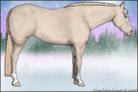Horse Color:Perlino 