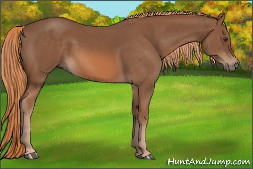 Horse Color: Liver Chestnut 