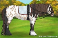 Horse Color:Bay Dun Near Leopard 