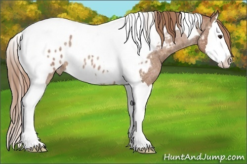 Horse Color: Red Roan Splash Tobiano Blanket 