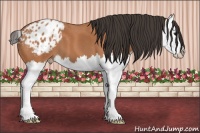 Horse Color:Bay Roan Splash Appaloosa