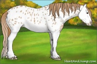 Horse Color:Red Roan Splash Appaloosa 