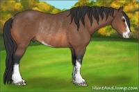 Horse Color:Bay Sabino Rabicano