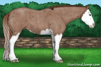 Horse Color:Red Roan Splash 