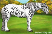 Horse Color:Black Tobiano Frame Near Leopard Rabicano 