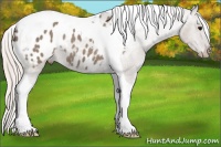 Horse Color:Silver Grullo Tobiano Blanket Rabicano 