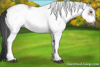 Horse Color:White Spotted Bay Frame