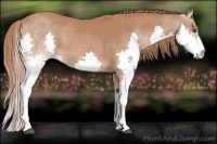 Horse Color:Chestnut Splash 