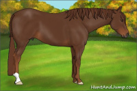 Horse Color:Gray Chestnut 