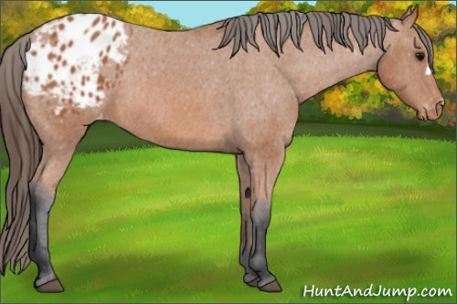 Horse Color: Bay Blanket 