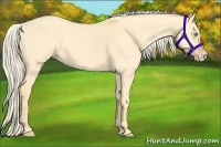 Horse Color:Gold Cream Champagne Dun