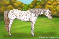 Horse Color:Red Roan Near Leopard Rabicano 