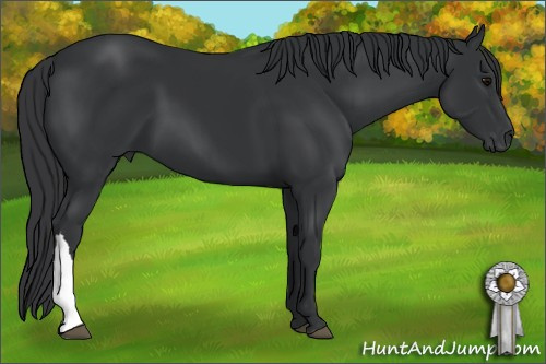 Horse Color: Black 