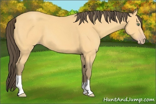Horse Color: Amber Cream Champagne 