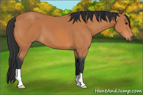 Horse Color: Bay 