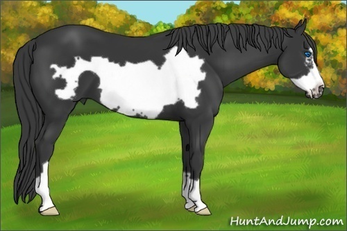 Horse Color: Black Frame 