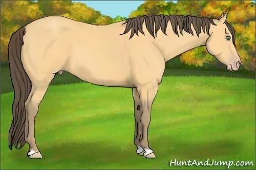 Horse Color: Amber Cream Champagne 