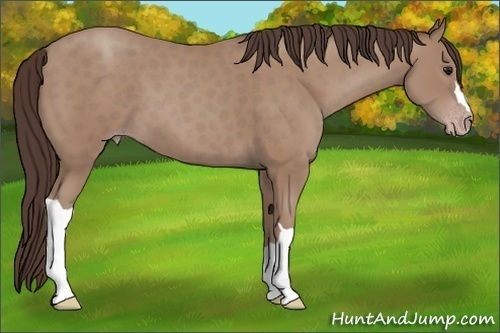 Horse Color: Classic Champagne 