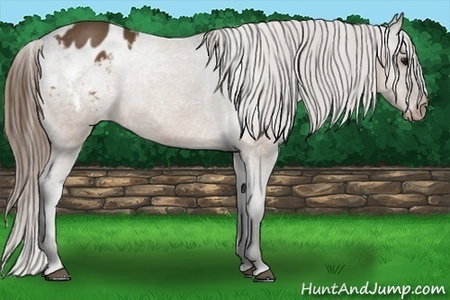 Horse Color:Buckskin Appaloosa Rabicano 