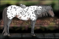 Horse Color:Brown Appaloosa