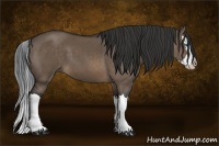 Horse Color:Brown Dun Splash 