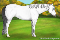 Horse Color:White Spotted Blue Roan Splash Frame Appaloosa