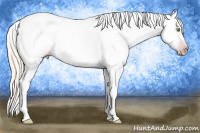 Horse Color:Gray Silver Amber Cream Champagne Roan Dun Splash Tobiano Frame Appaloosa Rabicano 