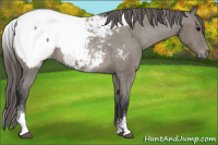Horse Color:White Spotted Grullo Near Fewspot Rabicano 