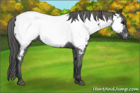 Horse Color:Brown Appaloosa 