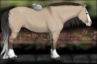 Horse Color:Bay Dun Splash 