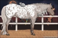 Horse Color:Silver Blue Roan Blanket 