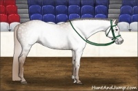 Horse Color:Gray Chestnut 