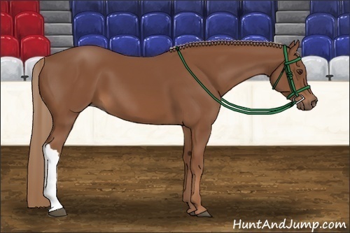 Horse Color: Chestnut 