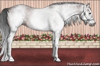 Horse Color:Gray White Spotted Bay Splash 