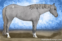 Horse Color:Buckskin Appaloosa