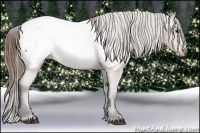 Horse Color:Buckskin Snowcap 