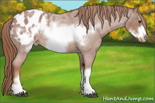 Horse Color: Liver Red Roan Frame Blanket 